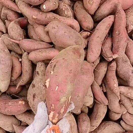 临沭秋发薯业常年购销西瓜红 苏八 济薯26紫薯等各种红薯