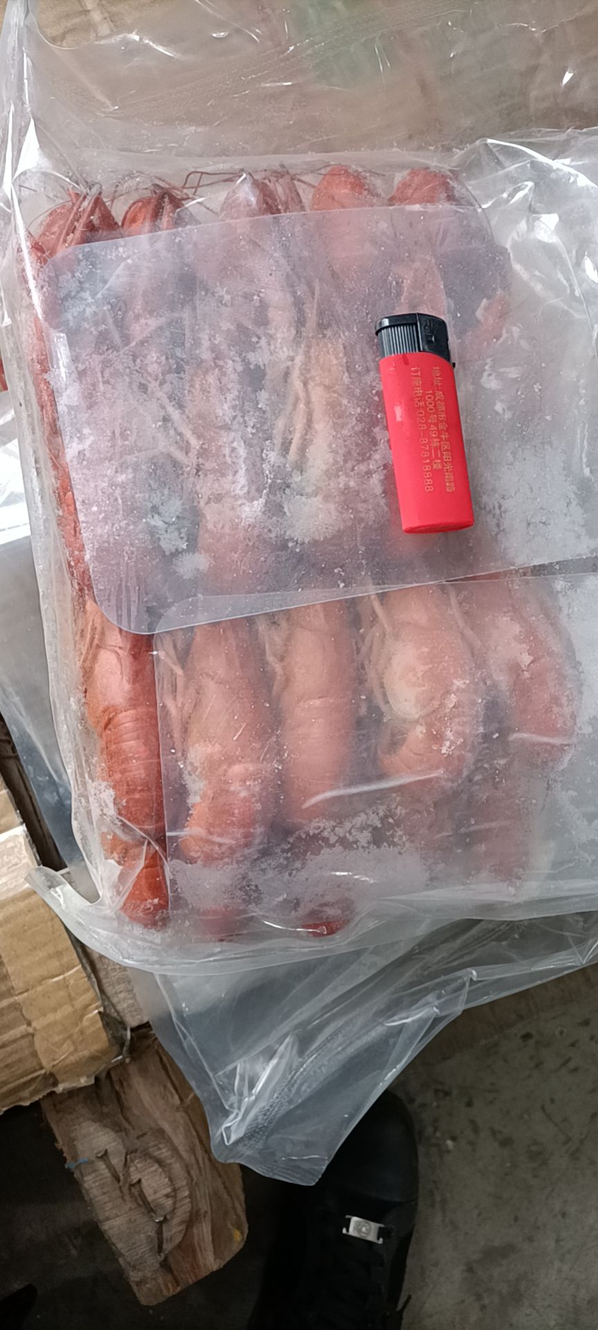 澳洲龙虾 优质清水蓝龙虾，肉质饱满，个头大，不空壳