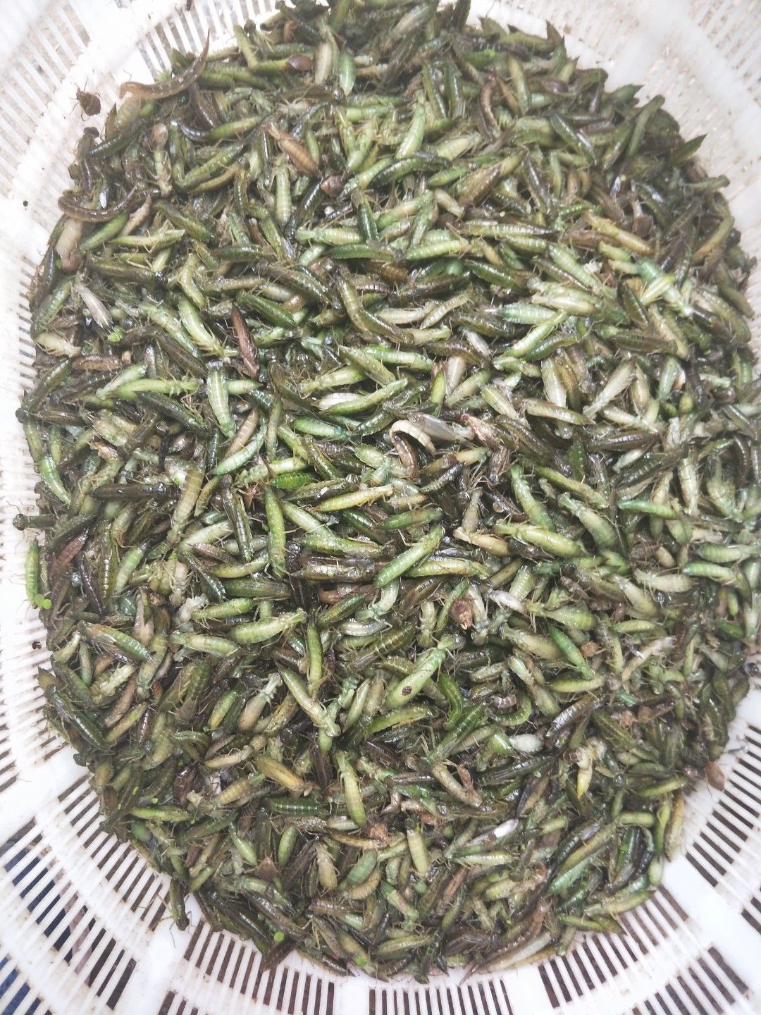 水蜻蜓大量批发一手货源