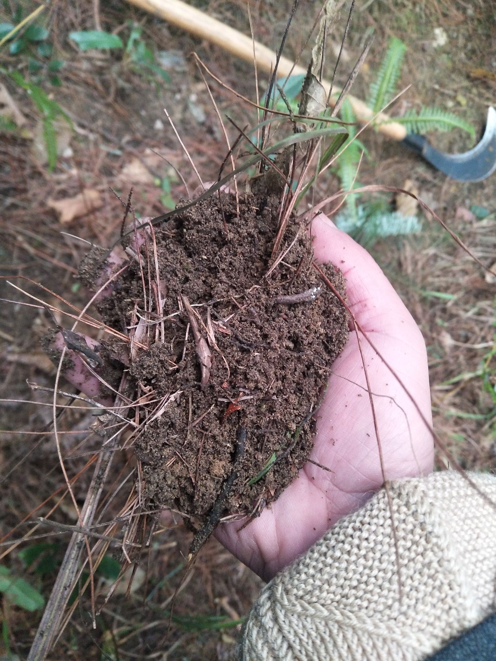 泥炭土  松针砂土，兰花种植专用土。