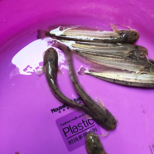 南宁 大囗鲶鱼苗，南方大口鲶鱼苗，大量供应，渔场直销