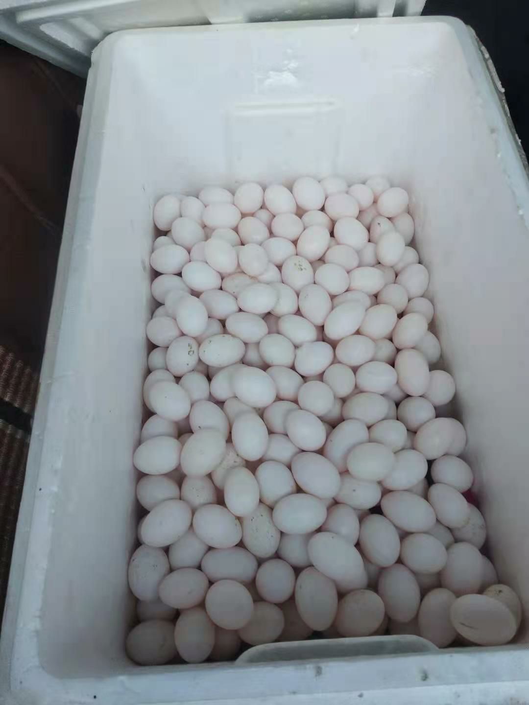 白羽王  农家自养纯粮食鸽子蛋