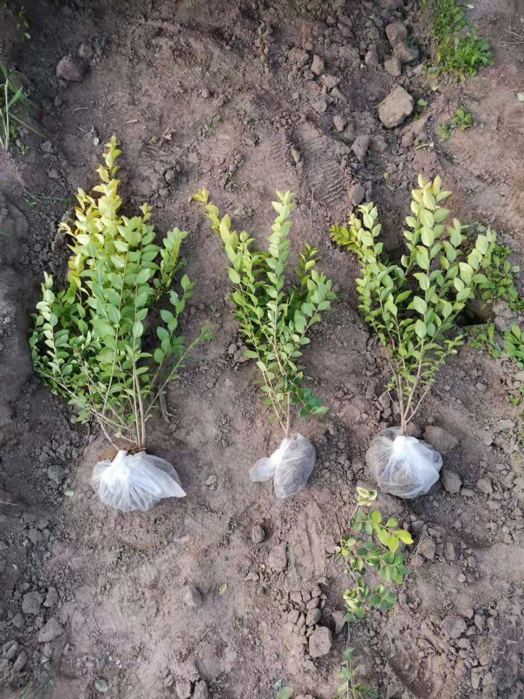 营养杯金叶女贞苗，大田分栽苗，裸根土球均可发货，