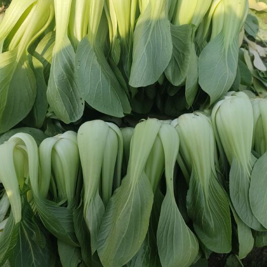 晋江市上海青，A货，福建地区送货上门