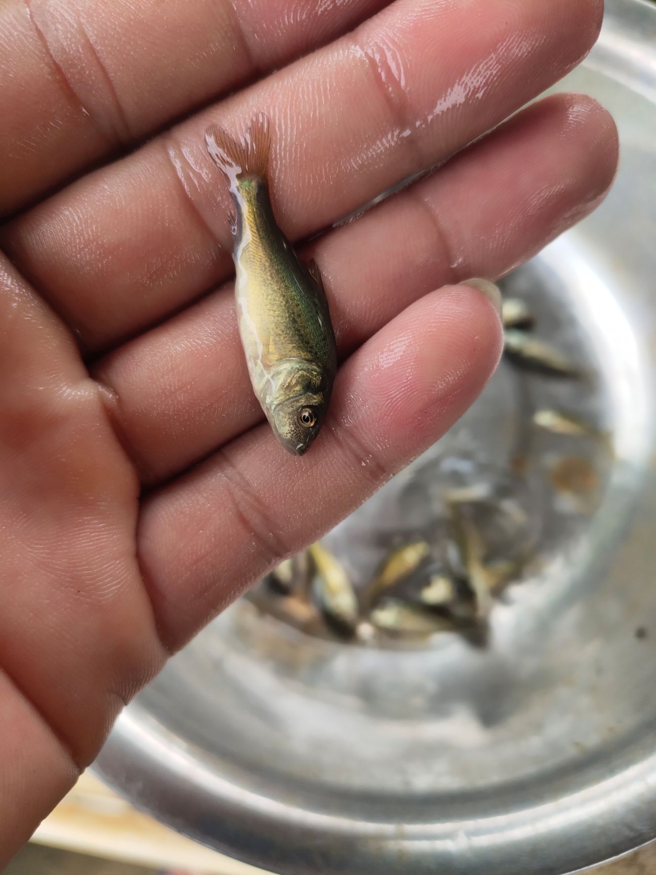  裸鲤鱼苗，，镜鲤鱼，渔场直销，，货源充足