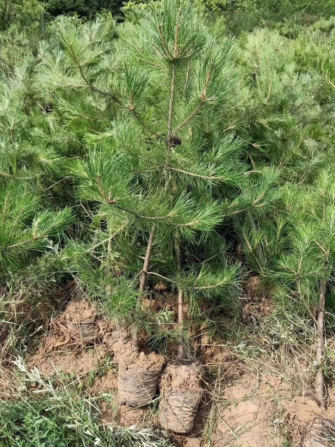 大量出售营养杯油松，10x12.16x16杯苗，密植苗