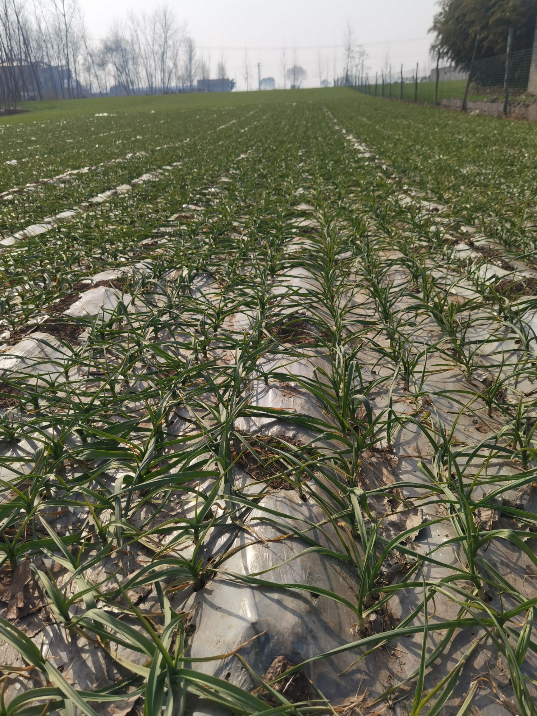 复合微生物菌剂