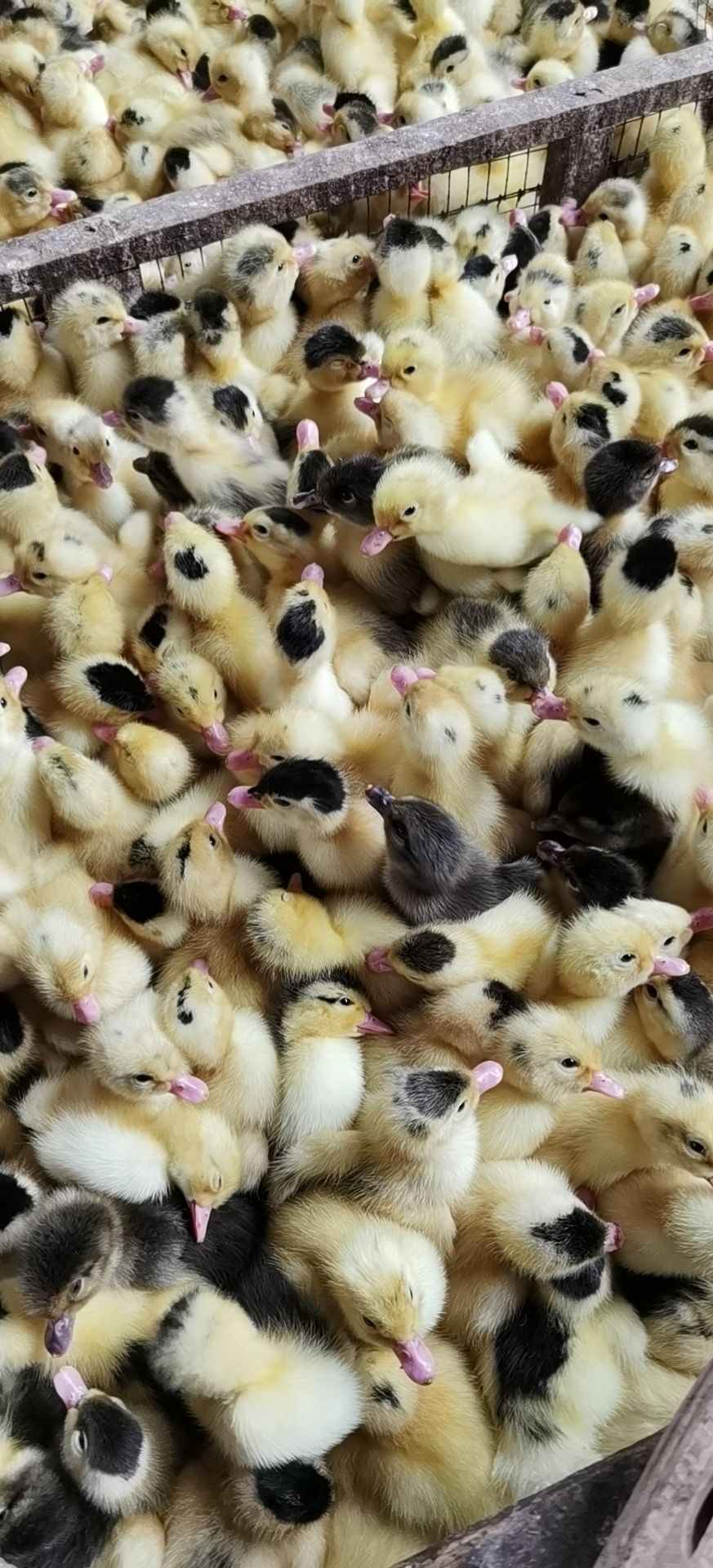 纯种骡鸭苗基地直供骡鸭苗   1斤左右的长期有货哦