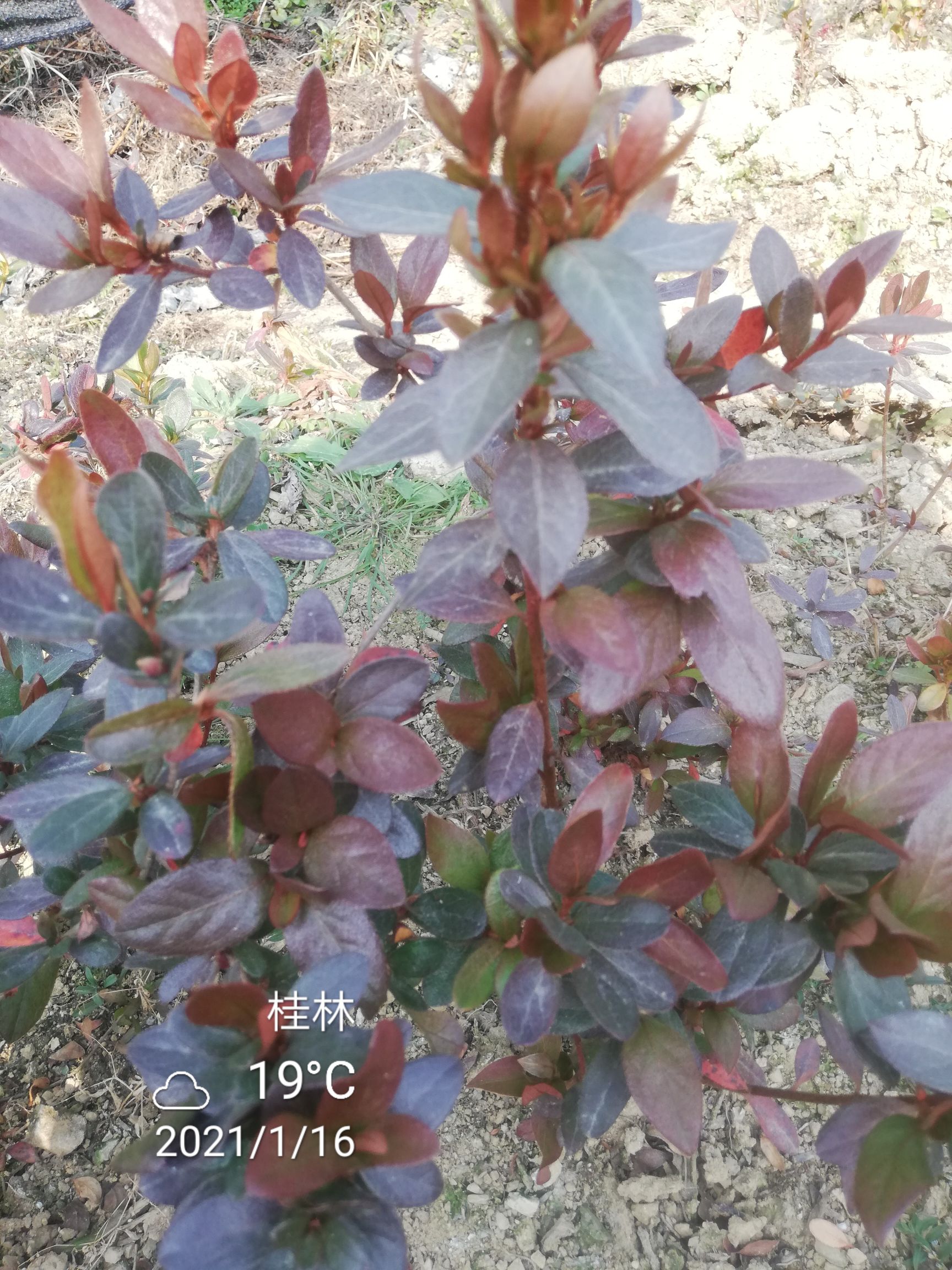 大富贵杜鹃 杜鹃花紫墨宝品种杜鹃