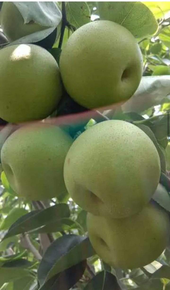 皇冠梨 老少皆宜，，商超**。