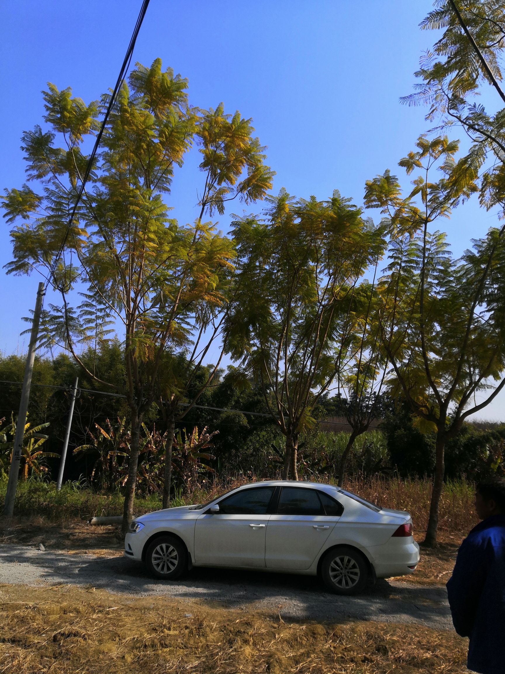  蓝花楹，米径13到20公分的地苗