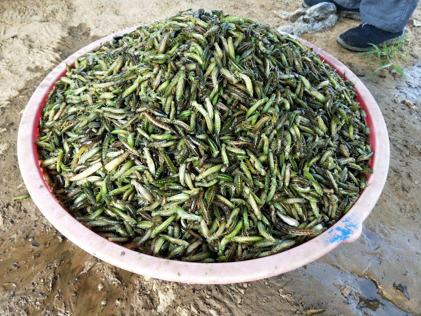 水蜻蜓大量批发一手货源