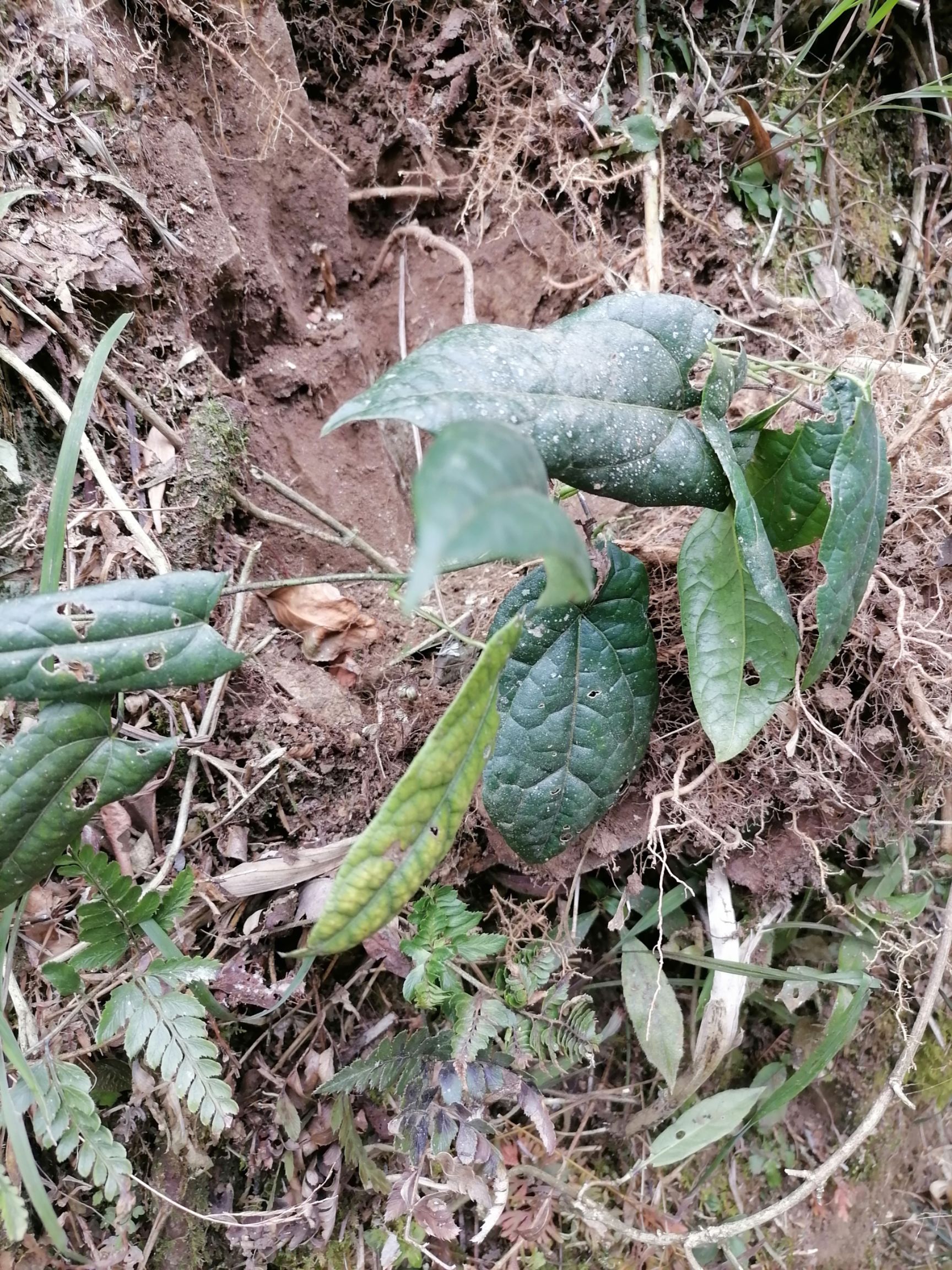 山上刚刚挖过来的金果榄，青牛胆，九牛胆，地苦胆，山慈菇