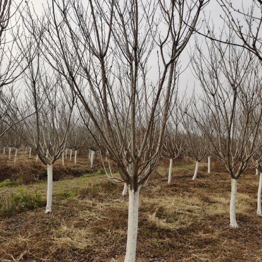 沭阳县染井吉樱  日本晚   
樱蔷薇科樱属植物，落叶乔木，树皮银灰色，