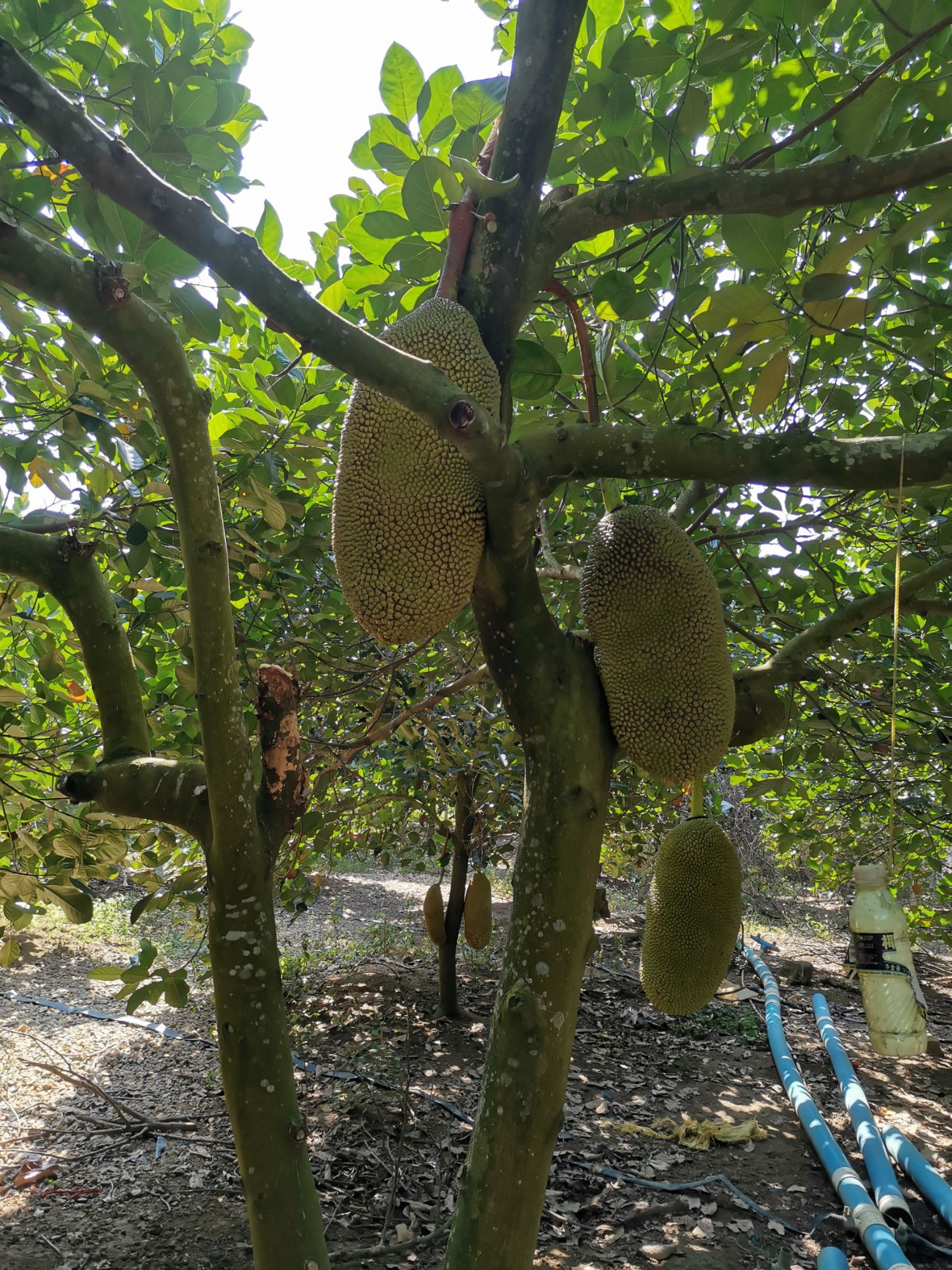 海南菠萝蜜  海南儋州菠萝蜜产地直销