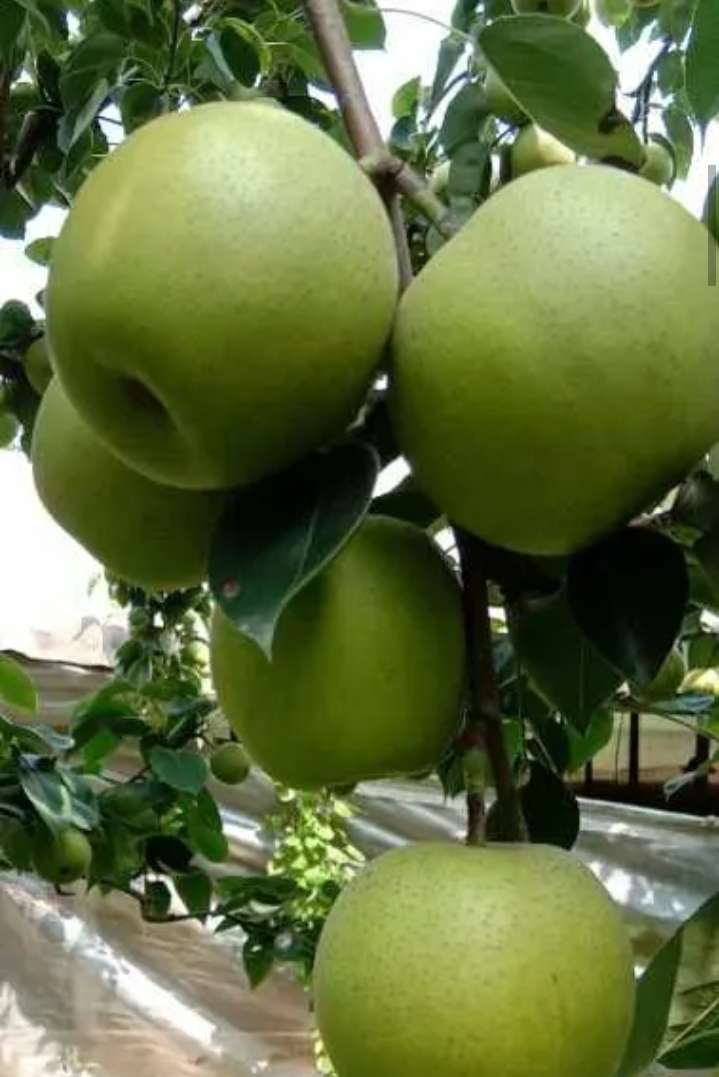 皇冠梨 老少皆宜，，商超**。