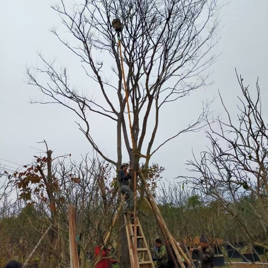 南宁优质丛生朴树，单杆朴树，柚子树杨梅树枇杷树黄皮树地苗容器苗