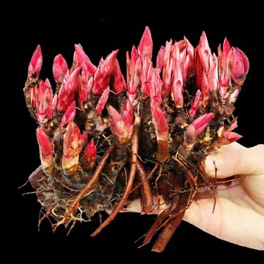 沭阳县多花芍药  芍药花苗庭院花卉四季开花易活芍药根块带芽室内盆栽室外庭院植物