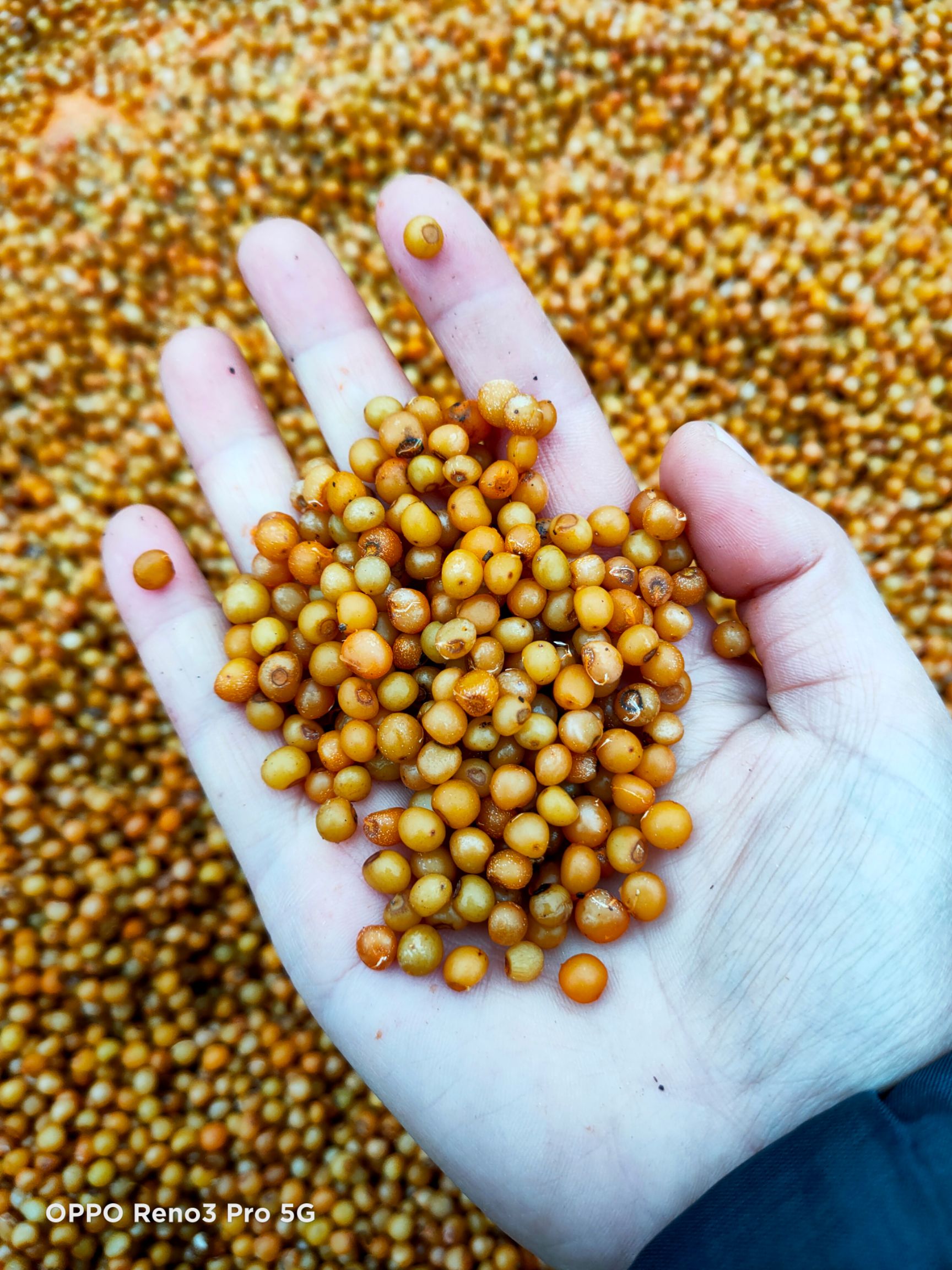 不倒苗黄精种子，全为后期采收。成熟度高，饱满度好。成活率高。