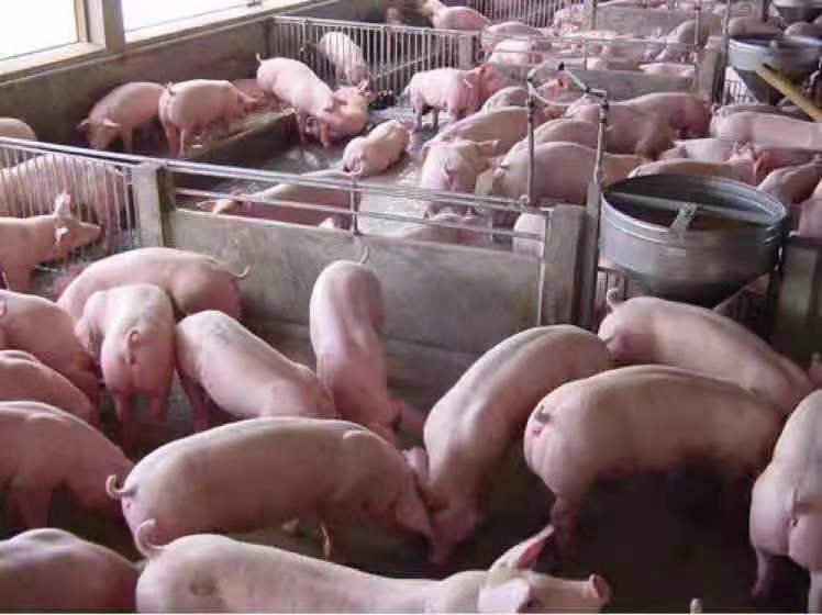 沂水县仔猪产地 直供常年向社会提供 欢迎来猪场看猪挑选
