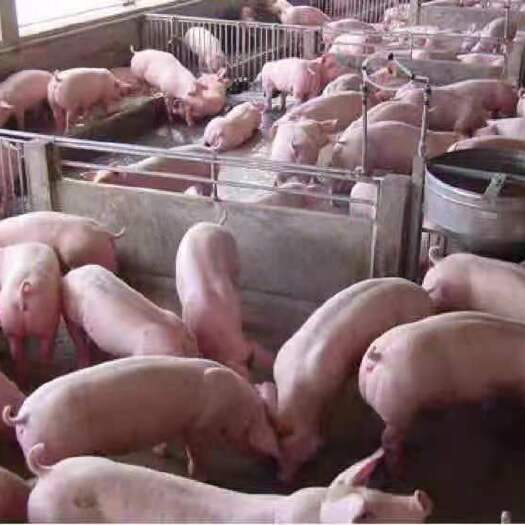 沂水县仔猪产地 直供常年向社会提供 欢迎来猪场看猪挑选