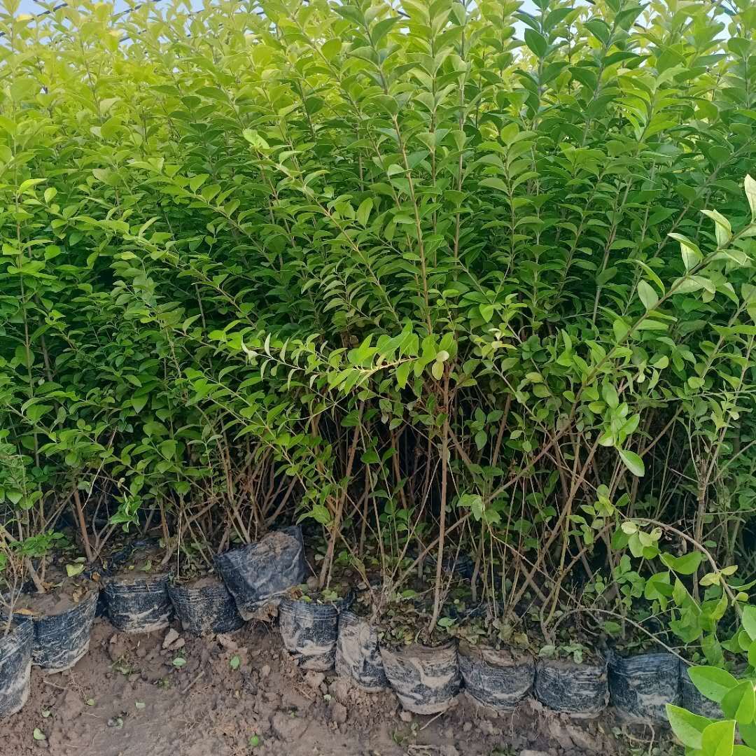 营养杯金叶女贞苗，大田分栽苗，裸根土球均可发货，