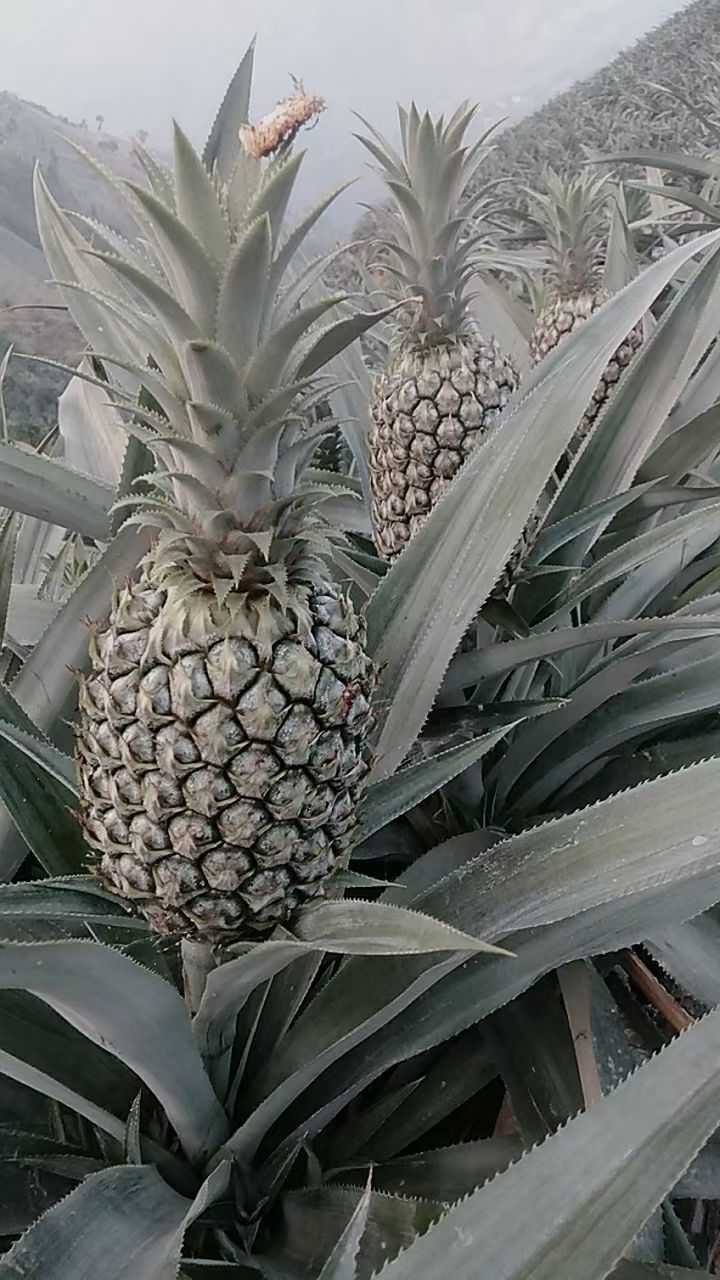  大量云南河口菠萝上市，什么规格的货都有，看上的老板欢迎咨询！