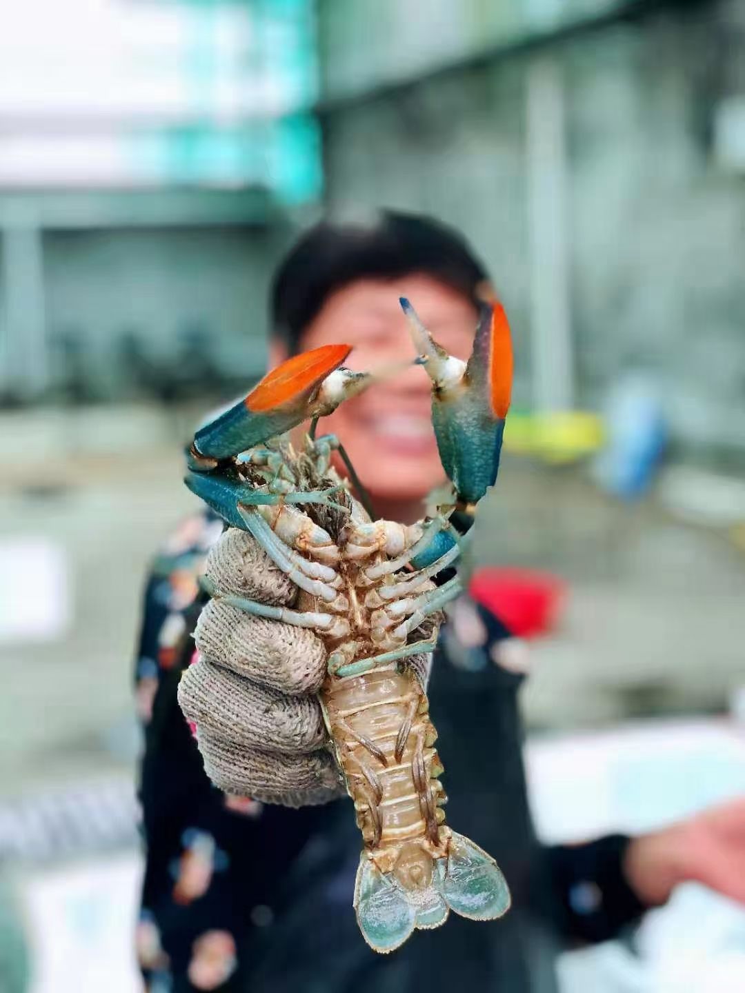 澳洲龙虾 优质清水蓝龙虾，肉质饱满，个头大，不空壳