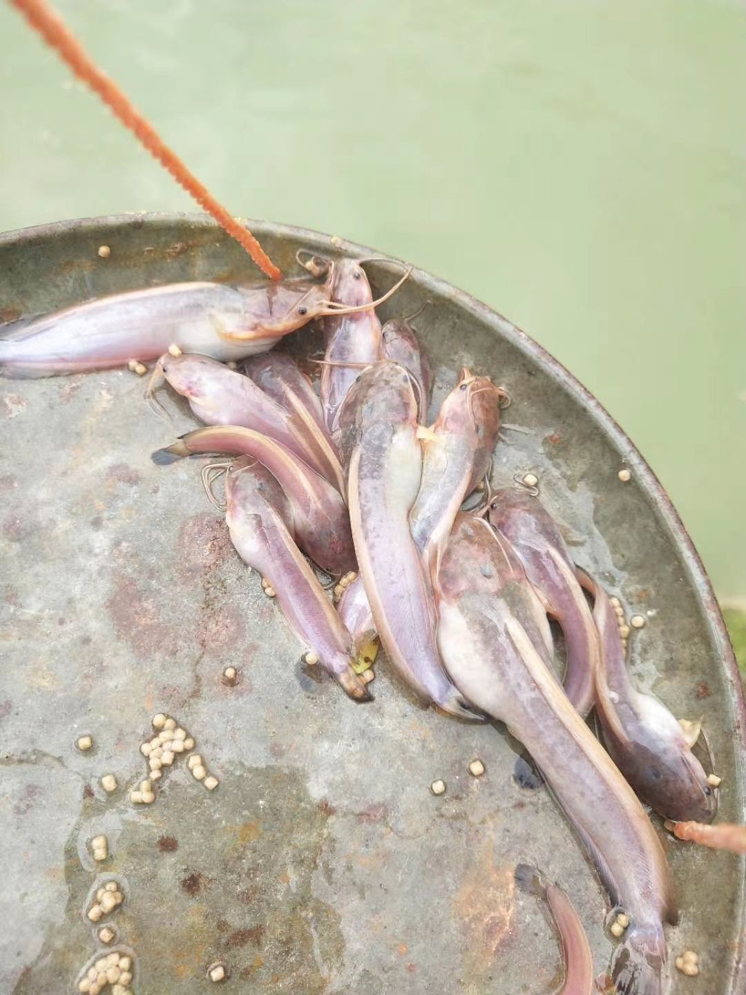 塘鲺苗 三黄本地塘角鱼苗，长期出售大小规格苗，渔场直销，一手货源。