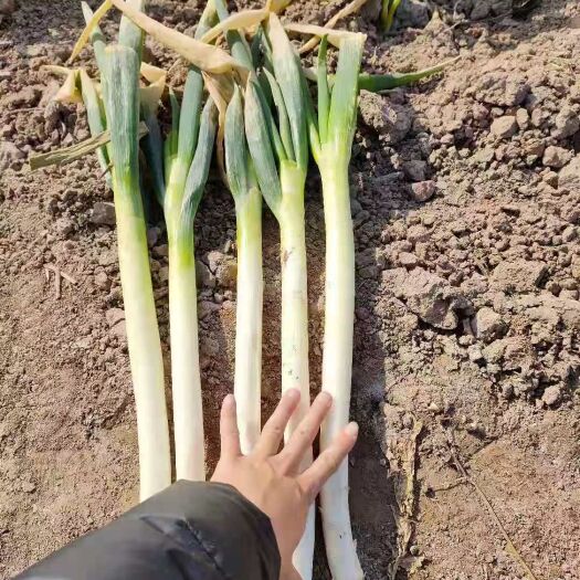 启东市钢葱 毛葱 
