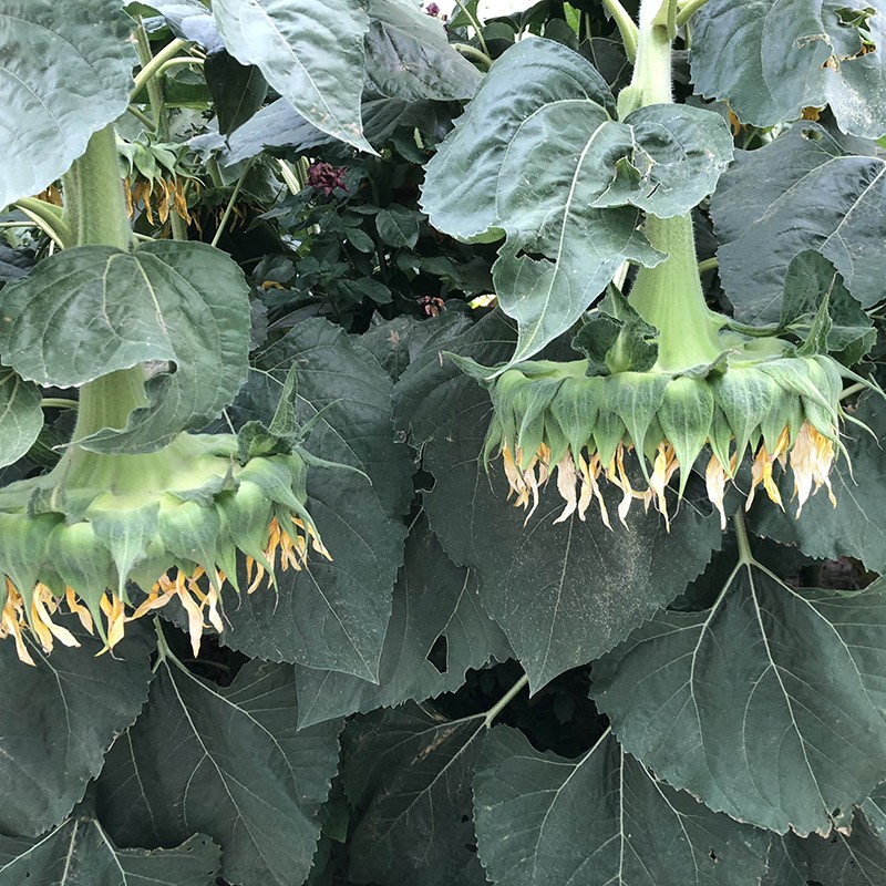 向日葵种子  DW776矮大头油葵种子，早熟高产，油质好，耐