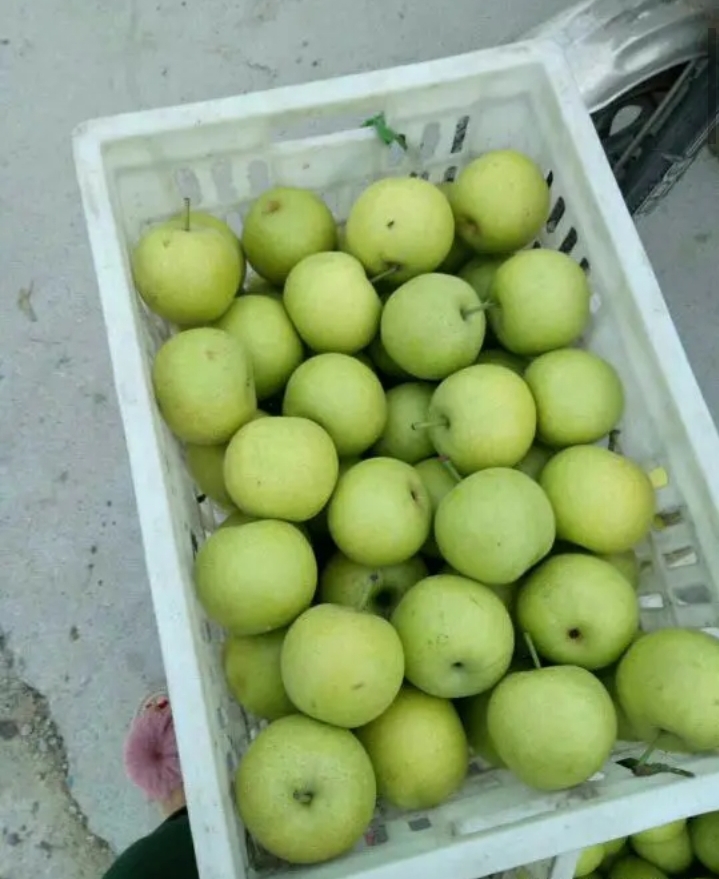 皇冠梨 老少皆宜，商超**。