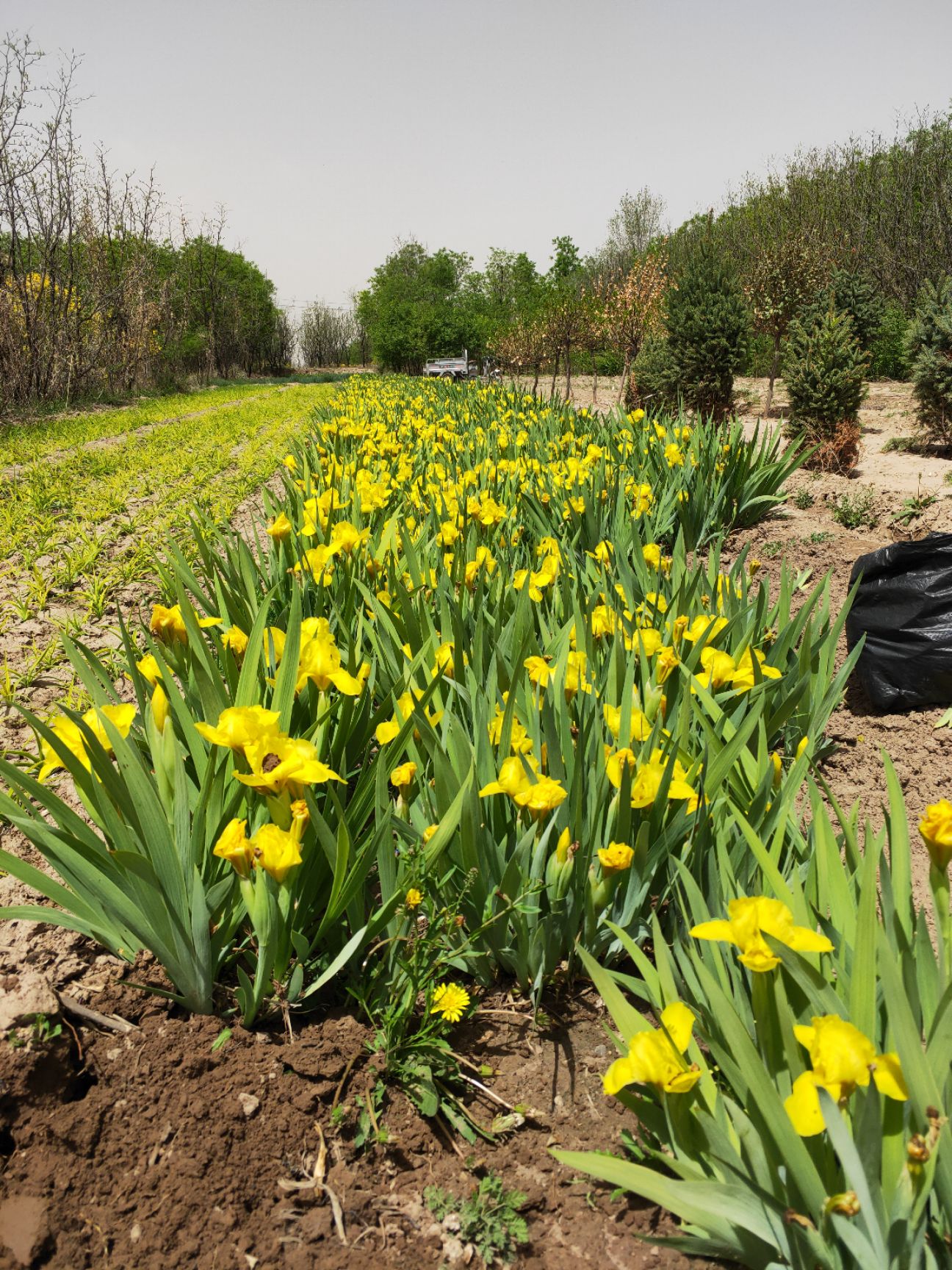 鸢尾苗  大量出售蓝花鸢尾，黄花鸢尾