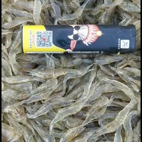 潜江市 优质鲜活米虾，产地湖北省潜江市，舌尖上的美食，欢迎订购咨询。