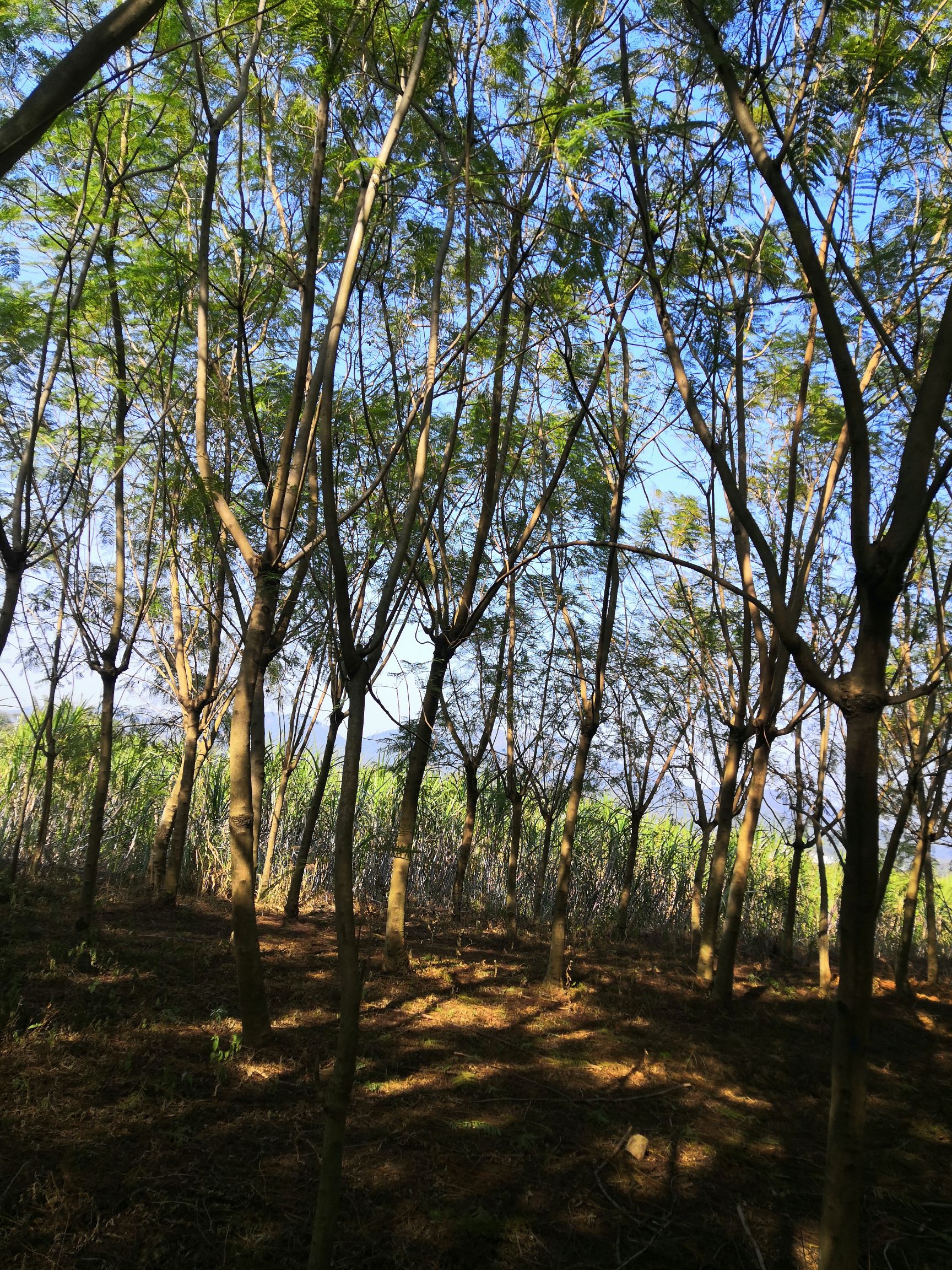  蓝花楹，米径13到20公分的地苗