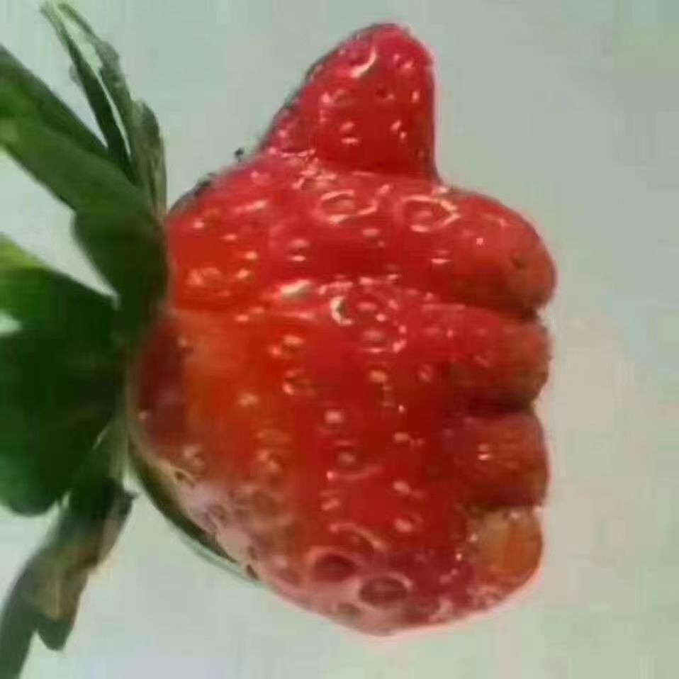 冲施肥 快速补充营养元素，内含大量元素，微量元素，各种有益菌等