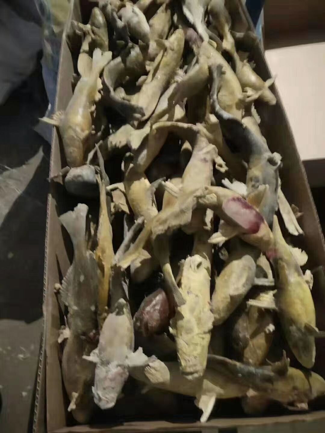  纯江牛尾巴鱼，不是嘎牙子，味道鲜美