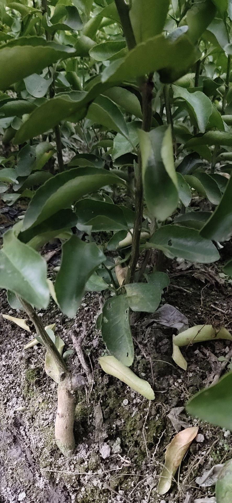 沙糖桔苗，秋节苗-1年苗 苗子健康清秀 假一赔十 基地直销