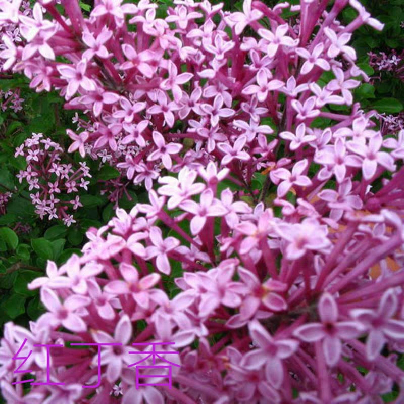 丁香花树苗紫丁香花苗四季盆栽地栽南北方耐寒庭院藤植物阳台种植