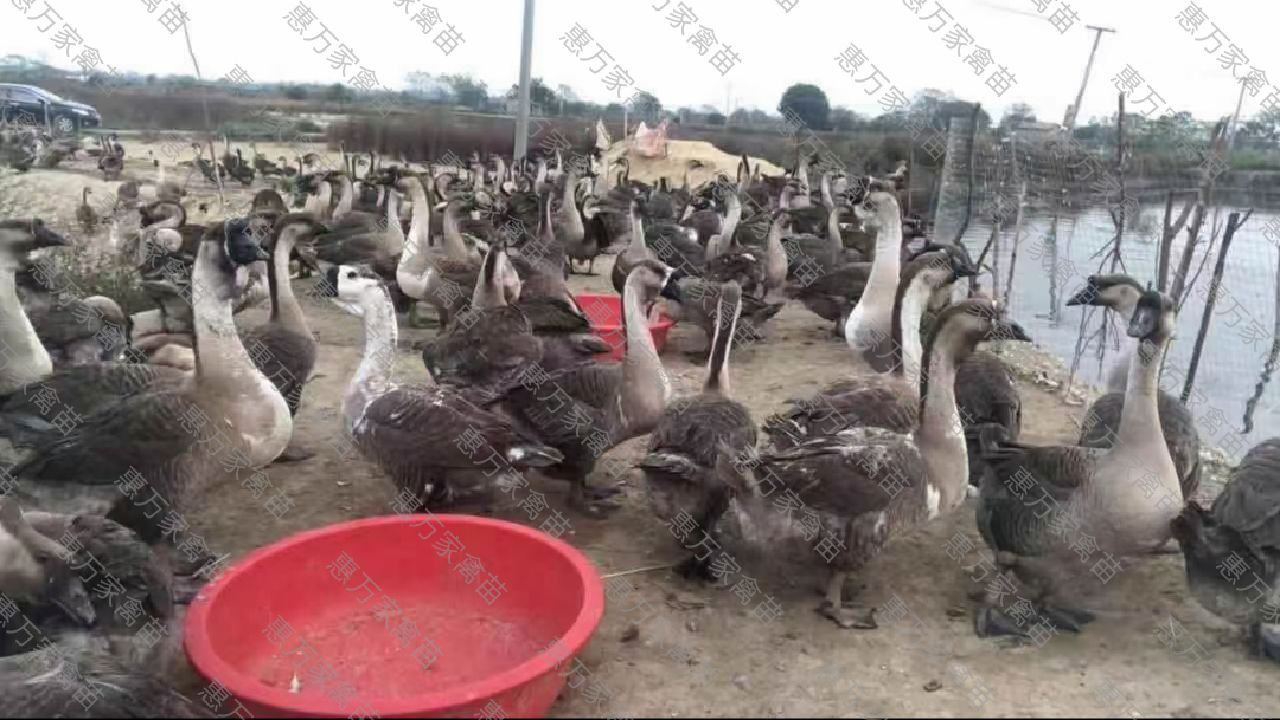 合浦黑狮头鹅苗 大种鹅苗 黑脚狮头鹅苗 包打疫苗，包运输存活