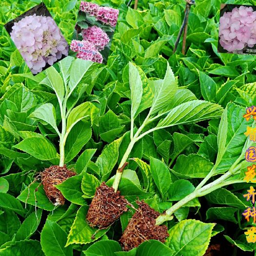 昆明无尽夏绣球  绣球花苗 八仙花绣球苗云南花卉产地直供