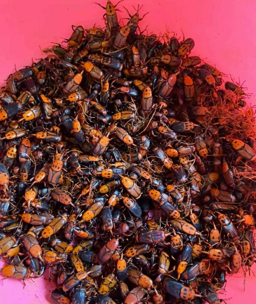 竹虫种苗竹象虫种虫椰子虫竹笋虫蛹鲜活50只起发教养殖技术