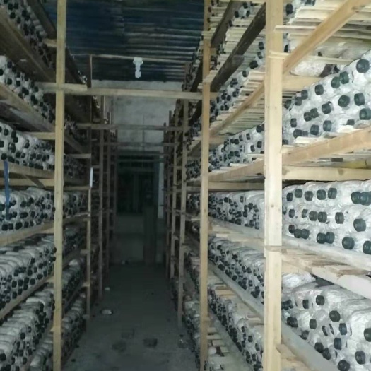 南平 大球盖菇菌种