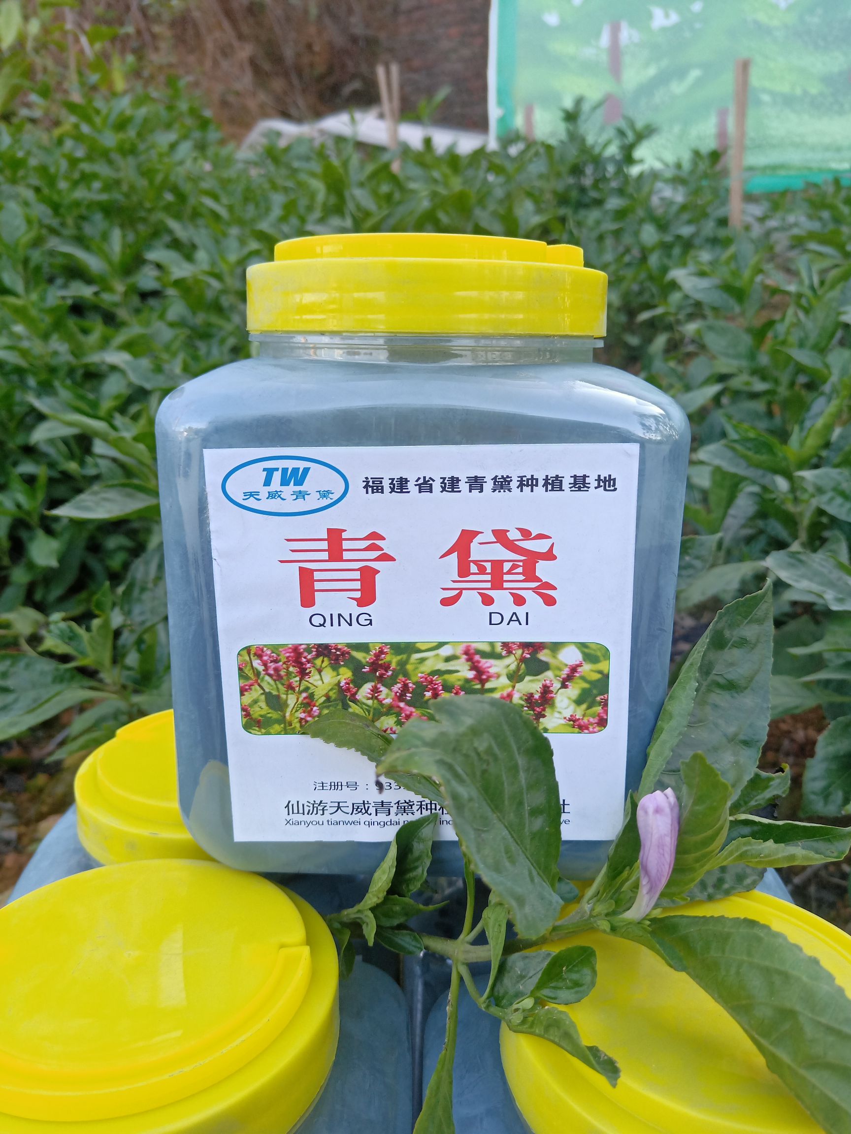 25版全检合格青黛、马蓝、蓼蓝、草大青