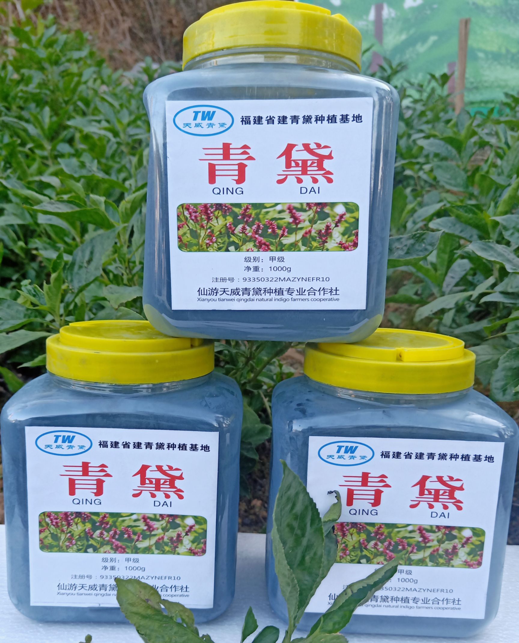 马兰  青黛为菘蓝、马蓝、蓼蓝、