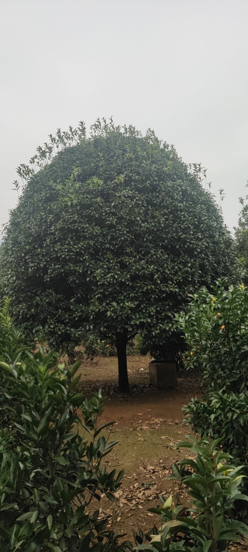 桂花树，八月桂，金桂【基地直发】品质保证，量大从优