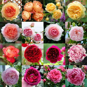 多彩蔷薇花 四季开花 多色可选 爬藤花 分枝多 花期长