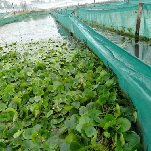 苏州蚂蟥苗，水蛭苗，宽体金线蛭，水蛭养殖基地直供
