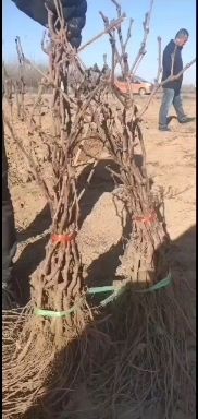 巨盛一号葡萄苗