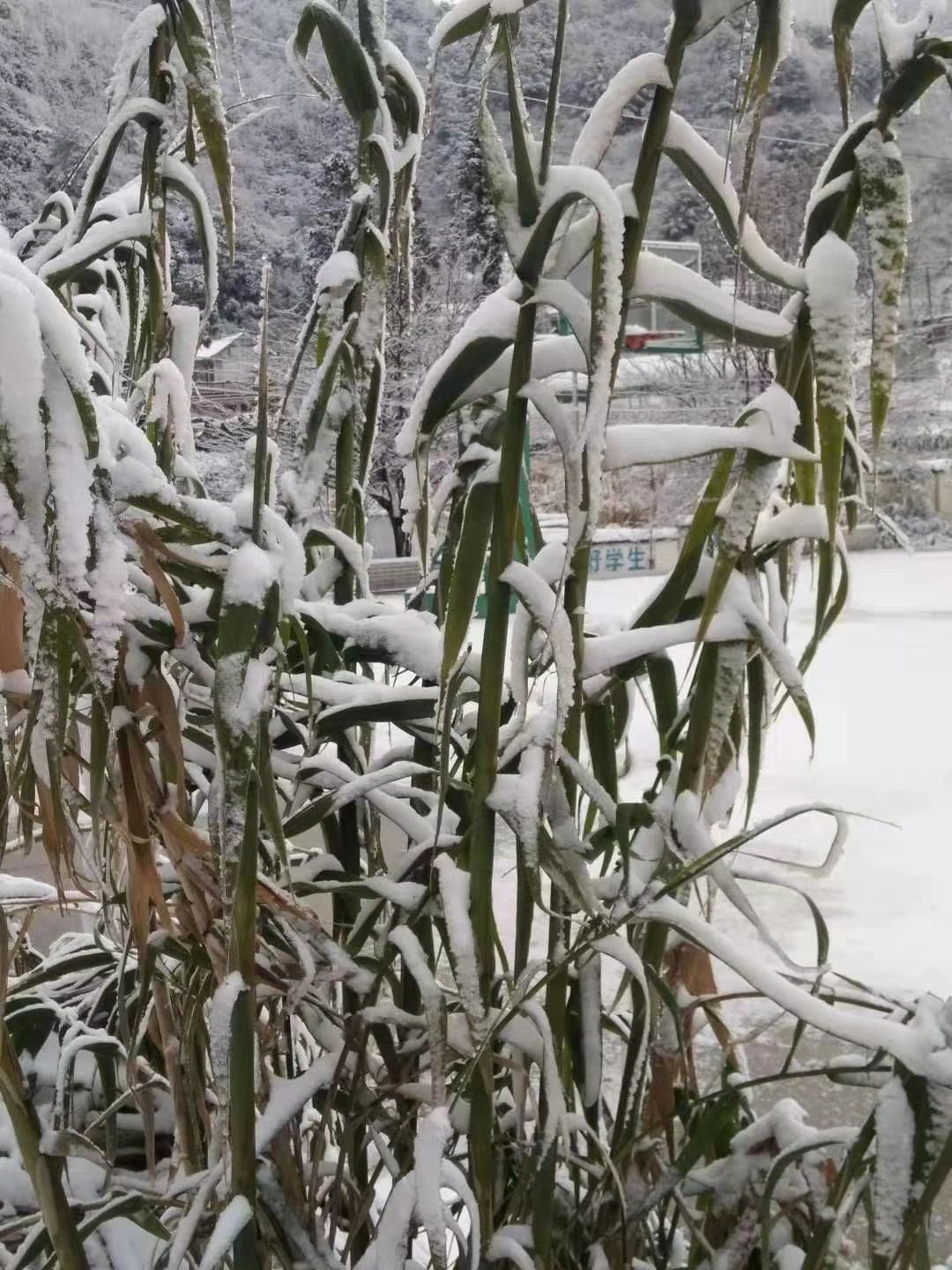 牧草  全光照培育绿洲一号老根苗零下25度可安全越冬一次种植
